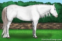 Horse Color:White Spotted Black Splash Appaloosa 