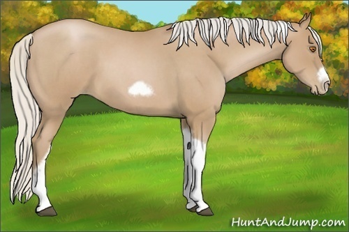Horse Color:Unknown 