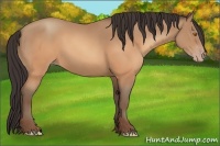 Horse Color:Sable Champagne 