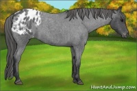 Horse Color:Blue Roan Varnish 