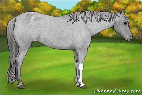 Horse Color:Blue Roan Varnish 