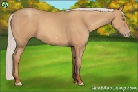 Horse Color:Silver Amber Champagne Frame 