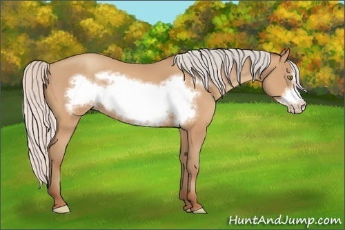 Horse Color:Silver Amber Champagne Frame 