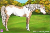 Horse Color:Silver Amber Champagne Frame 