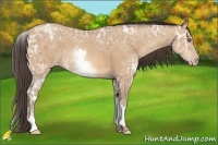 Horse Color:White Spotted Amber Champagne Ice 