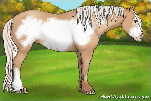 Horse Color:Silver Amber Champagne Frame 