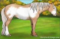 Horse Color:Silver Amber Champagne Frame 