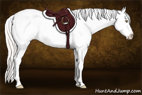 Horse Color:Silver Amber Champagne Frame Appaloosa 