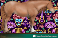 Horse Color:Chocolate Bay Pearl Sabino Rabicano 
