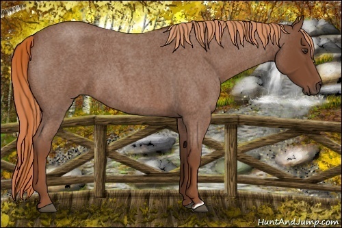 Horse Color:Red Roan
