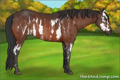 Horse Color:Bay Splash Frame Brindle