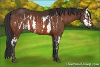 Horse Color:Bay Splash Frame  Brindle