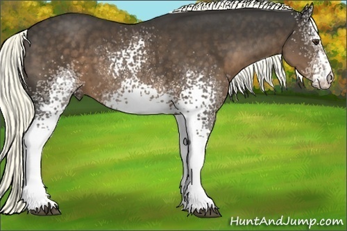 Horse Color:White Spotted Liver Chestnut Sabino 