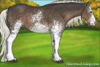 Horse Color:White Spotted Liver Chestnut Sabino