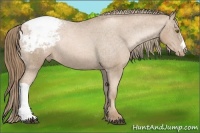 Horse Color:Liver Chestnut Pearl Snowcap Rabicano 