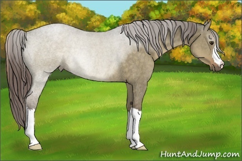 Horse Color:Liver Red Dun Rabicano 