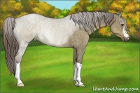 Horse Color:Liver Red Dun Rabicano