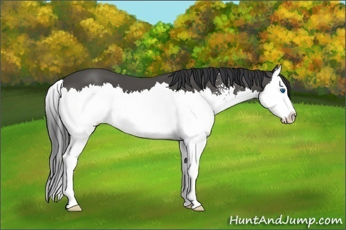 Horse Color:Black Sabino Splash