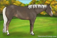 Horse Color:Liver Chestnut Sabino