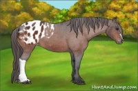 Horse Color:Bay Roan Appaloosa 