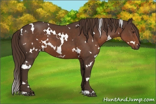 Horse Color:White Spotted Liver Chestnut 