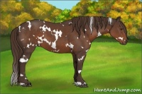 Horse Color:White Spotted Liver Chestnut 