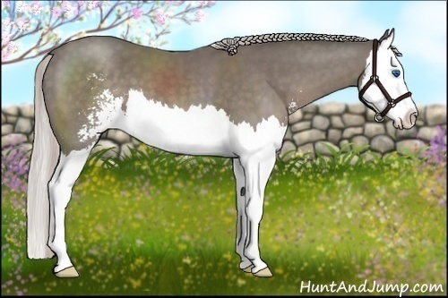 Horse Color:Silver Black Sabino Splash