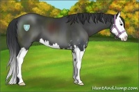 Horse Color:Black Sabino Splash 