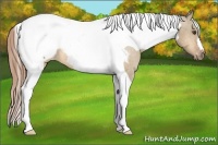 Horse Color:Buckskin Dun Tobiano Snowcap 