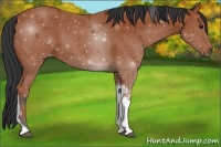 Horse Color:Bay Tobiano 