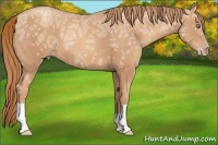 Horse Color:Gold Champagne Ice 