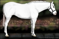 Horse Color:Brown Appaloosa