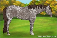 Horse Color:Liver Chestnut Ice Frame 