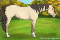 Horse Color:Amber Cream Champagne Roan Dun 
