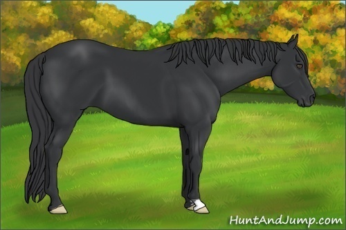 Horse Color:Black Frame 