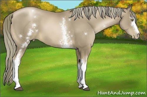 Horse Color:White Spotted Liver Chestnut Pearl 