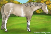 Horse Color:White Spotted Liver Chestnut Pearl 