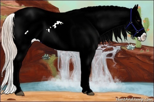 Horse Color:Chocolate Palomino Ice Dun Sabino Frame Appaloosa Rabicano