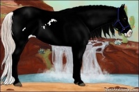 Horse Color:Chocolate Palomino Ice Dun Sabino Frame Appaloosa Rabicano