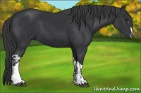 Horse Color:Black and Black