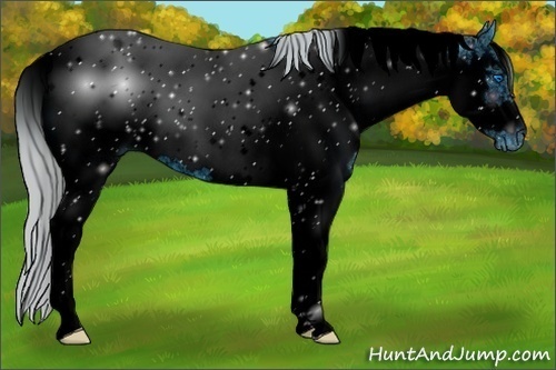 Horse Color:ERROR: UNKNOWN ANOMALY