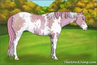 Horse Color:Watercolor White Spotted Bay Pearl Sabino 