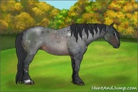 Horse Color:Brown Sabino