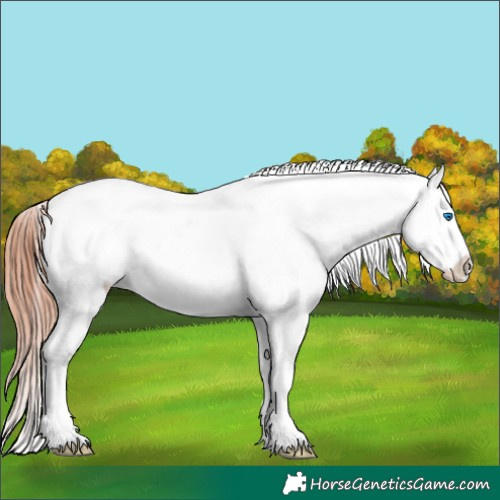 Horse Color:White Spotted Brown Splash Appaloosa 
