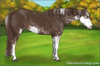 Horse Color:Liver Chestnut Sabino
