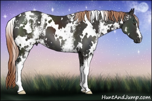 Horse Color:White Spotted Liver Chestnut