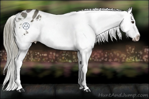 Horse Color:Liver Chestnut Appaloosa