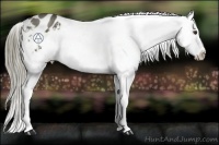 Horse Color:Liver Chestnut Appaloosa 