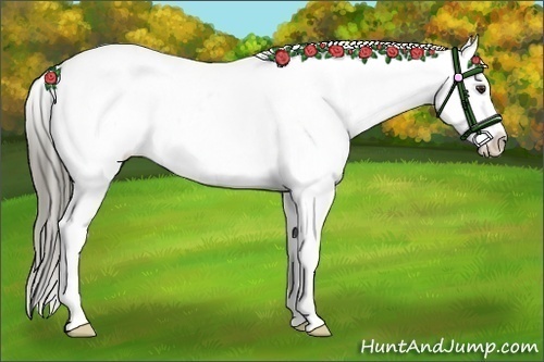 Horse Color:Liver Red Dun Appaloosa 