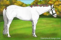 Horse Color:Liver Red Dun Appaloosa 